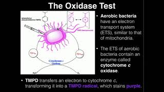 Microbiology Oxidase Test [upl. by Myrle475]