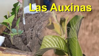 Las Hormonas en los Vegetales Caso de las Auxinas [upl. by Sherar]