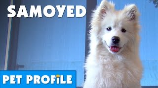 Samoyed Pet Profile  Bondi Vet [upl. by Charlene]