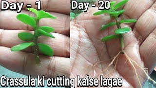 How to grow crassula from cutting with result [upl. by Hughes]