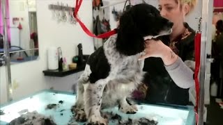 HOW TO DO A SPRINGER SPANIEL [upl. by Wolfson265]