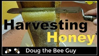 Harvesting Honey  How to harvest honey from a beehive [upl. by Aliac]