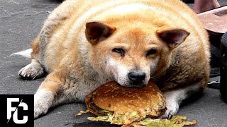 5 FATTEST DOGS in the World  Fact Central [upl. by Ettedualc]