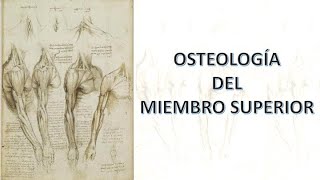 Osteología del miembro superior [upl. by Onra]