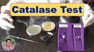 Bacterial Identification Tests Catalase Test [upl. by Alleras]