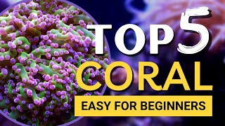 TOP 5 Corals for Beginners [upl. by Ainedrag]