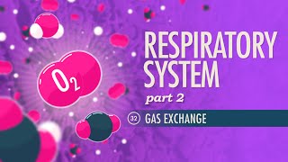 Respiratory System Part 2 Crash Course Anatomy amp Physiology 32 [upl. by Ytsirk]