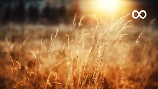 Peaceful Morning Relaxing Instrumental Music Opus 1 [upl. by Kelsi]