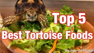 Top 5 best tortoise foods [upl. by Ahsotal]