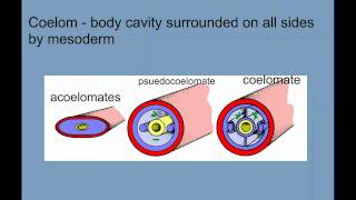 Invertebrate Diversity Part 1  Porifera to Annelids [upl. by Vivyan862]