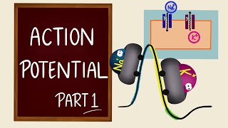 Action Potential  Part 1  Ionic Basics  Nerve Muscle Physiology [upl. by Nalla300]