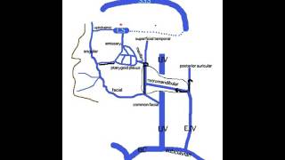 Venous Drainage of the Head and Neck [upl. by Adachi]