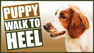 HOW TO TRAIN YOUR SPANIEL PUPPY TO WALK TO HEEL [upl. by Diver539]