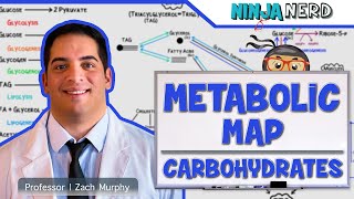 Metabolism  The Metabolic Map Carbohydrates [upl. by Ehling205]