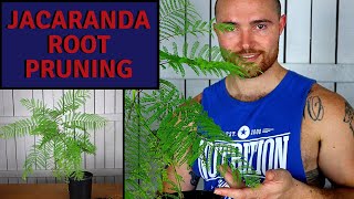 Root Pruning Jacarandas  Update on growing my Jacaranda from a cutting [upl. by Enimasaj]