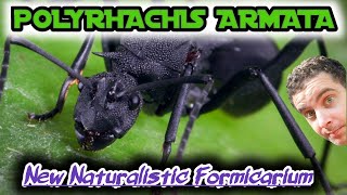 Polyrhachis Colony Naturalistic Formicarium [upl. by Emmott]