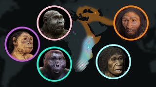 Seven Million Years of Human Evolution datavisualization [upl. by Andrus]