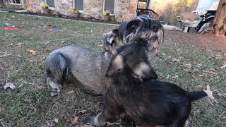 Standard Schnauzer  one male puppy availible [upl. by Lellih]