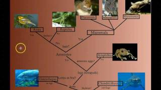 Vertebrate Diversity An Introduction [upl. by Eillam]