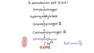 Heme Synthesis Pathway — Biochemistry and Hematology [upl. by Lorolla]