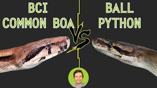 Ball Python vs Common Boa BCI  Head To Head [upl. by Asilej]