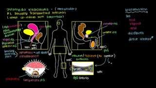 Chlamydia with Dr Gabrielle Landry [upl. by Eirehc]