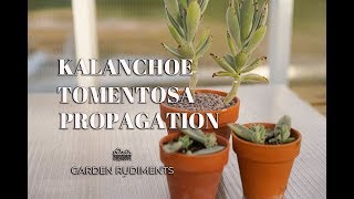 Kalanchoe Tomentosa Propagation [upl. by Sheepshanks290]