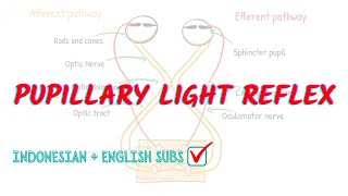 Pupillary light reflex pathway explained  Neuroaholics [upl. by Lyj]