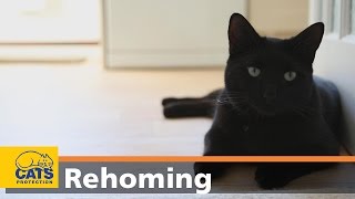 How to adopt a cat in three easy steps – Cats Protection video [upl. by Otrebmuh]