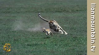 You Wont Believe How Fast a Cheetah Can Catch a Gazelle [upl. by Punak306]