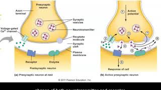 Neurotransmission [upl. by Skye671]