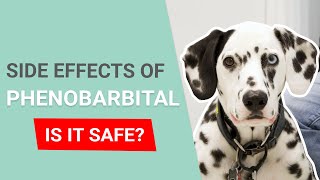 Side Effects of Phenobarbital in Dogs [upl. by Adil]