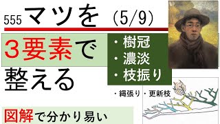 555 マツを三要素で整える Pine pruning is divided into three processes [upl. by Eciryt]