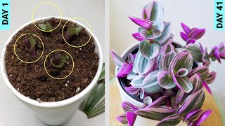 Growing Tradescantia From Stem Cuttings [upl. by Nohsid873]