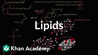 Lipid overview  Macromolecules  Biology  Khan Academy [upl. by Fronnia]