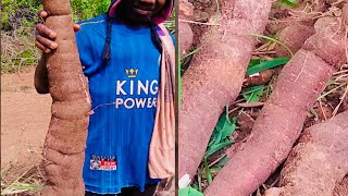 How to Grow and Harvest Cassava in Less than 5 months  Modern Technology charlesfarmingproject [upl. by Yluj606]