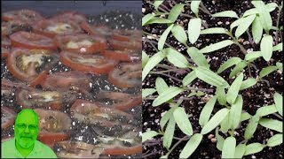 Growing Tomato Plants from Tomato Slices  Amazing Growth [upl. by Chilton]