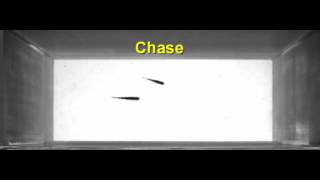 Courtship behavior in zebrafish [upl. by Nnylyar]