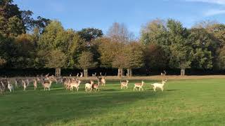 Fenton Part 2  Dog chases deer in Richmond Park London [upl. by Emiline]