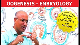 Diagnosing testicular torsion [upl. by Suez263]