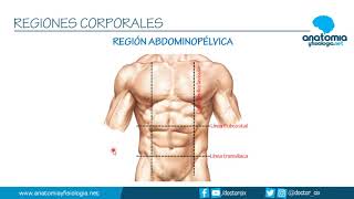 REGIONES CORPORALES  Resúmenes de Anatomía y Fisiología [upl. by Wakefield566]