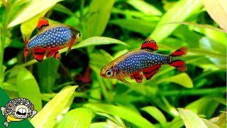 FUN Ideas for your 20 gallon Fish Tank [upl. by Danuloff461]