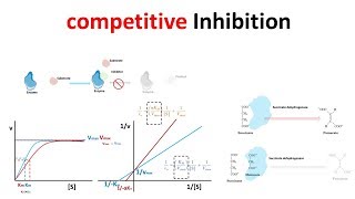 competitive Inhibition [upl. by Enneillij]