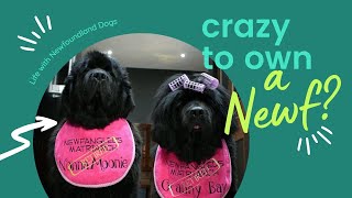 Crazy to own a Newfie  Life with THE Newfoundland DOG [upl. by Naenaj894]