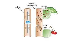 The Pressure Flow Model in a Plant [upl. by Wershba]