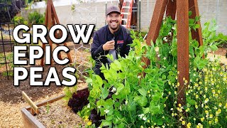 How to Grow Peas From Seed to Harvest [upl. by Alik]