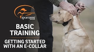 Basic Training  Getting Started with an ECollar [upl. by Inol993]