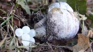 Weinbergschnecke bei der Eiablage Burgundy Snail laying eggs [upl. by Lidstone]