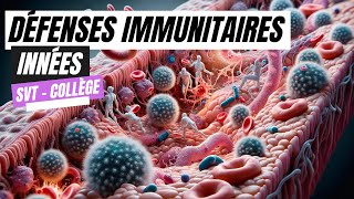 Les défenses immunitaires innées SVT Collège [upl. by Golanka59]