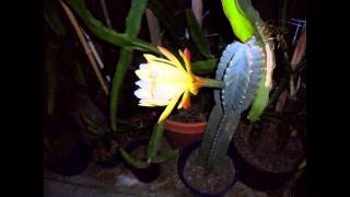 Peruvian Apple Cactus bloom amp Fruit [upl. by Nnaeiram]